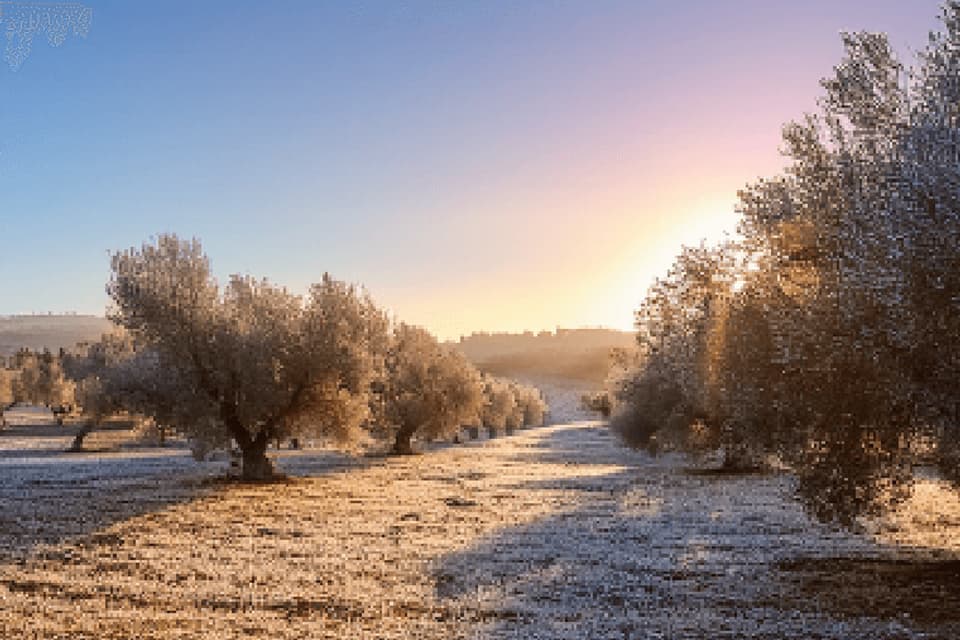 Olivos cubiertos de escarcha al amanecer