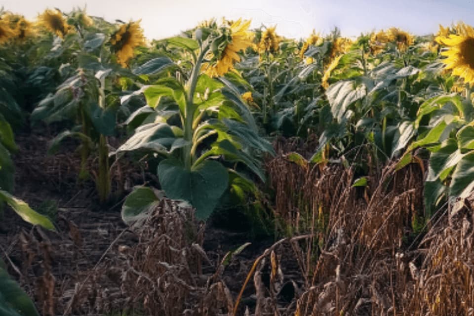 Girasoles con malezas en el lote