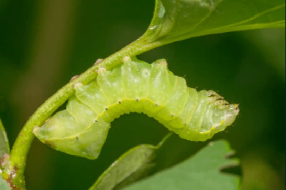 Oruga sobre una hoja