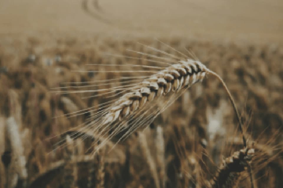 Espigas de trigo maduras